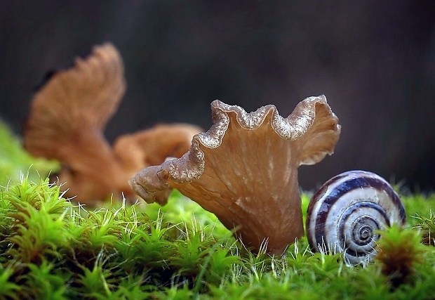 rebrovička lopatkovitá Arrhenia spathulata (Fr.) Redhead