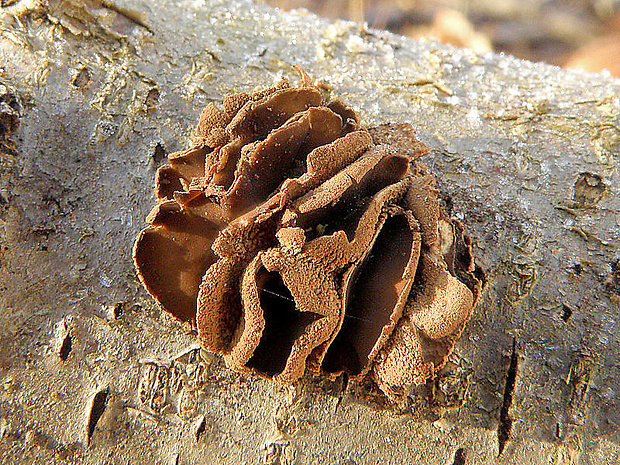 dutinovka otrubnatá Encoelia furfuracea (Roth) P. Karst.