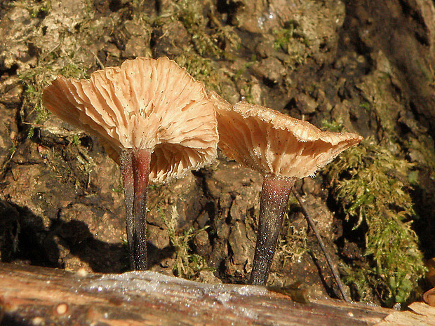 špička smradľavá Gymnopus foetidus (Sowerby) J.L. Mata & R.H. Petersen