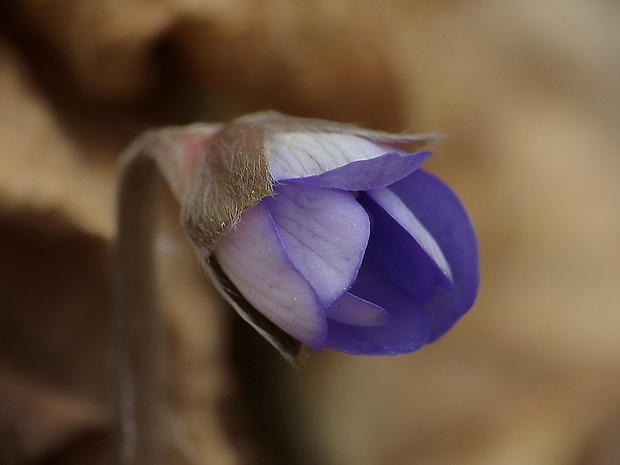 pečeňovník trojlaločný Hepatica nobilis Schreb.