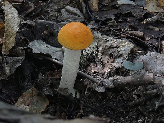 kozák osikový Leccinum albostipitatum den Bakker & Noordel.