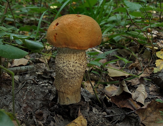 kozák dubový Leccinum aurantiacum (Bull.) Gray