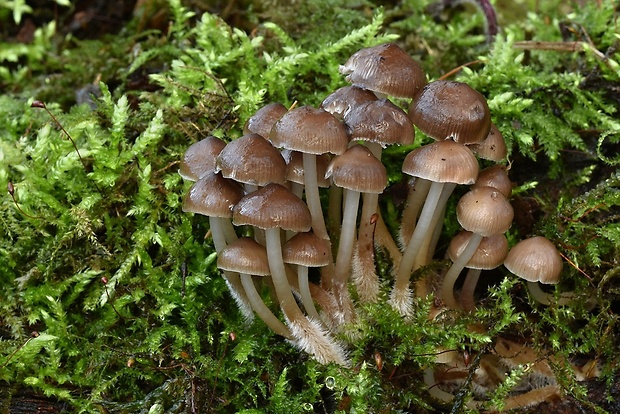 prilbička hnedosivá Mycena tintinnabulum (Paulet) Quél.