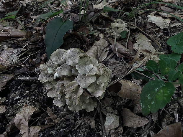 trúdnik klobúčkatý Polyporus umbellatus (Pers.) Fr.