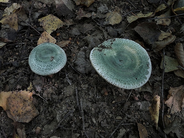 plávka zelenkastá Russula virescens (Schaeff.) Fr.