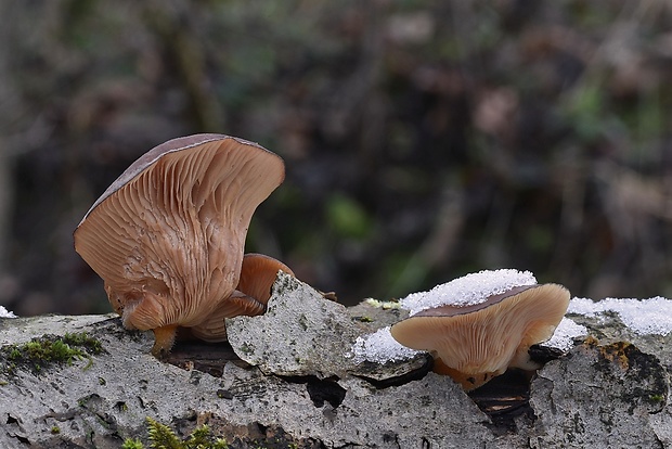 pňovka neskorá Sarcomyxa serotina (Pers.) P. Karst.