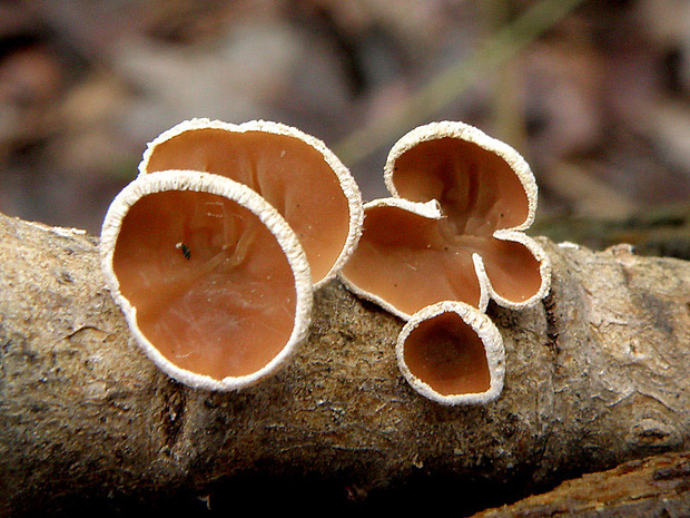 škľabka plstnatá Schizophyllum amplum (Lév.) Nakasone