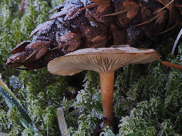 strmuľka voňavá Clitocybe fragrans (With.) P. Kumm.