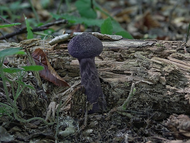 pavučinovec fialový Cortinarius violaceus (L.) Gray