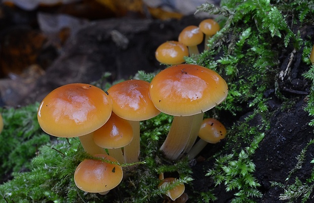 plamienka Flammulina sp.