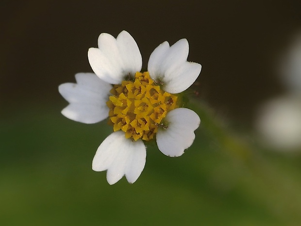 žltnica pŕhľavolistá Galinsoga urticifolia (Humb., Bonpl. et Kunth) Benth.