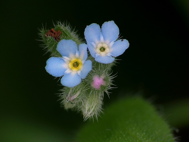 nezábudka Myosotis sp.