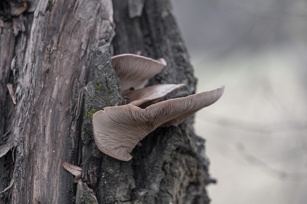 hliva ustricovitá Pleurotus ostreatus (Jacq.) P. Kumm.