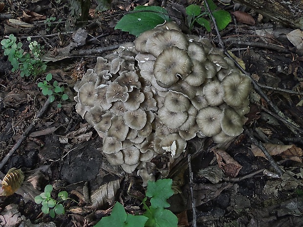 trúdnik klobúčkatý Polyporus umbellatus (Pers.) Fr.