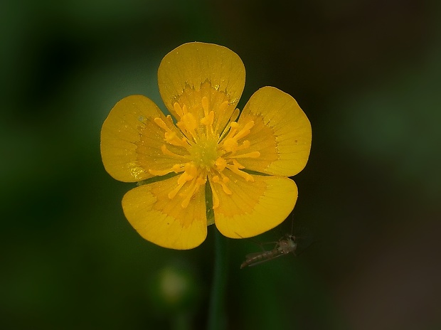 iskerník plazivý Ranunculus repens L.