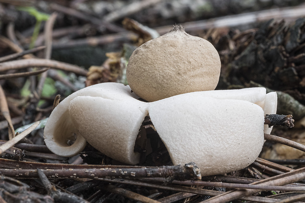 hviezdovka Geastrum sp.