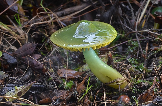 lúčnica žltozelená Gliophorus psittacinus (Schaeff.) Herink