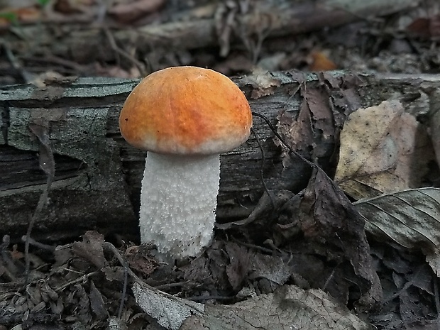 kozák osikový Leccinum albostipitatum den Bakker & Noordel.