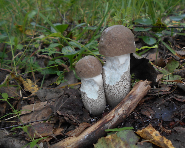 kozák topoľový Leccinum duriusculum (Schulzer ex Kalchbr.) Singer