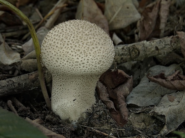 rozpadavec stopkatý Lycoperdon excipuliforme (Scop.) Pers.