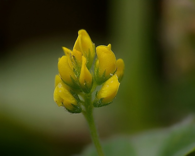 lucerna ďatelinová Medicago lupulina L.