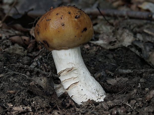 plávka Russula sp.