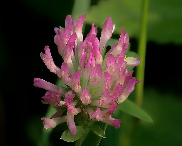 ďatelina Trifolium sp.