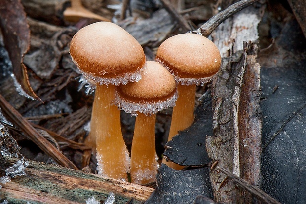 smeťovka zimná Tubaria furfuracea (Pers.) Gillet