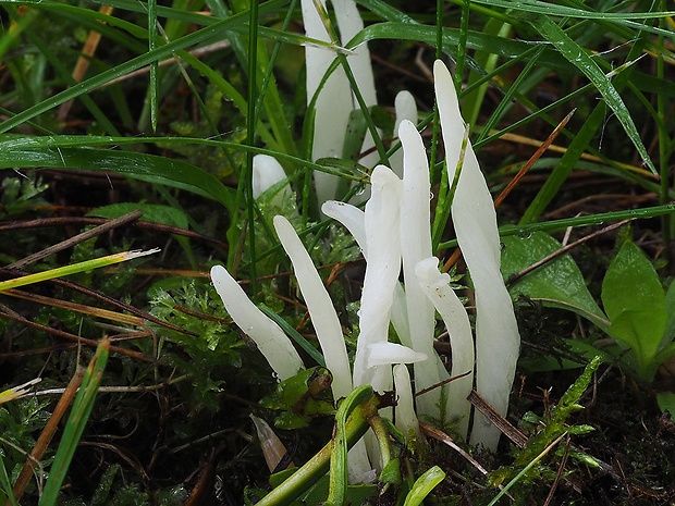 kyjačik lámavý Clavaria fragilis Holmsk.