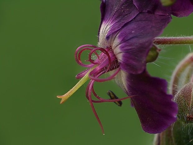 pakost hnedočervený Geranium phaeum L.