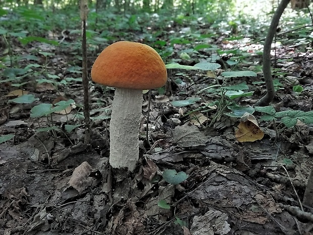 kozák osikový Leccinum albostipitatum den Bakker & Noordel.