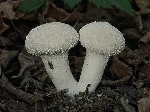 prášnica bradavičnatá Lycoperdon perlatum Pers.