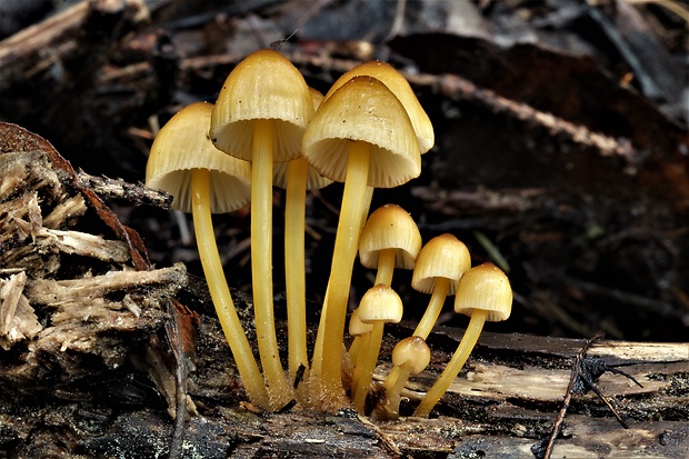 prilbička žltohlúbiková Mycena renati Quél.