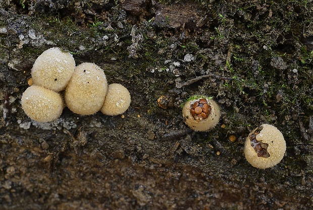 hniezdovec deformovaný Nidularia deformis (Willd.) Fr.