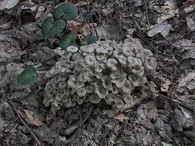 trúdnik klobúčkatý Polyporus umbellatus (Pers.) Fr.