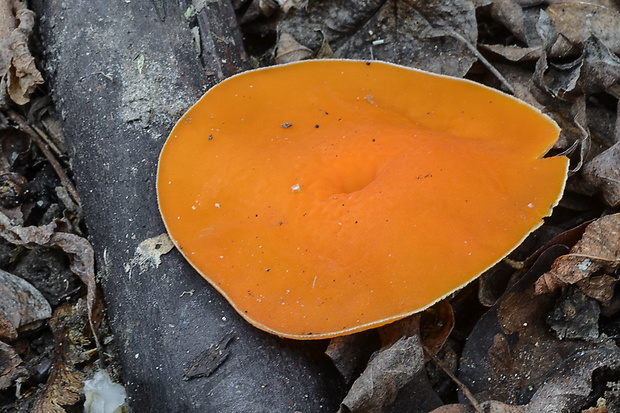 ohnivec rakúsky žltý Sarcoscypha austriaca var. lutea Ruini & Ruedl