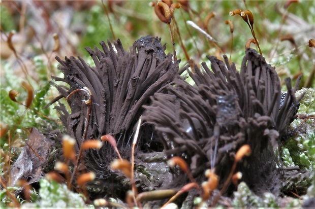 pazderka Stemonitis sp.