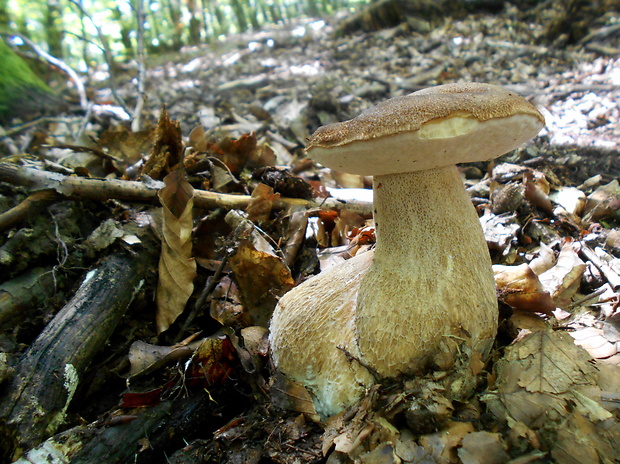 hríb dubový Boletus reticulatus Schaeff.