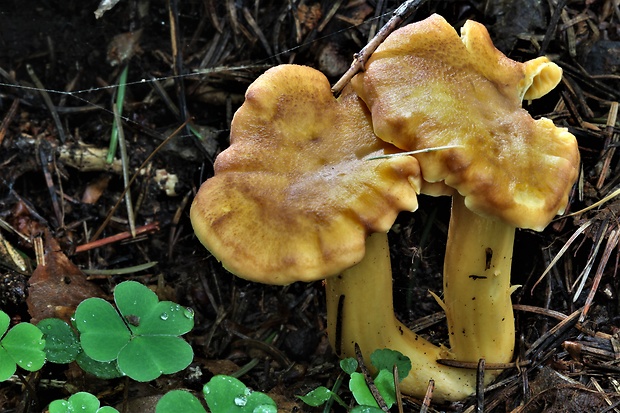 kuriatko jedlé ametystové Cantharellus amethysteus (Quél.) Sacc.