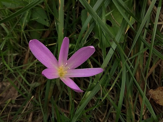 jesienka obyčajná Colchicum autumnale