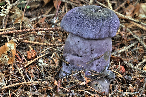 pavučinovec hercýnsky Cortinarius cf. hercynicus (Pers.) M.M. Moser