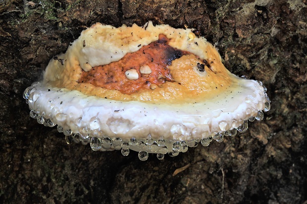 práchnovček pásikavý Fomitopsis pinicola (Sw.) P. Karst.