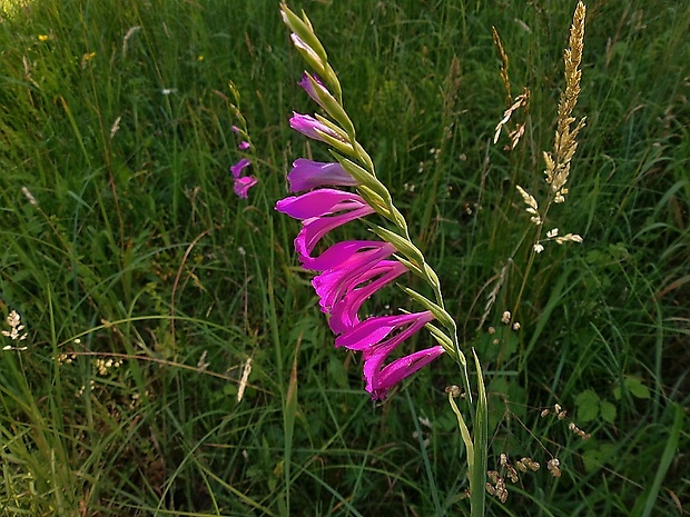 mečík škridlicovitý Gladiolus imbricatus L.