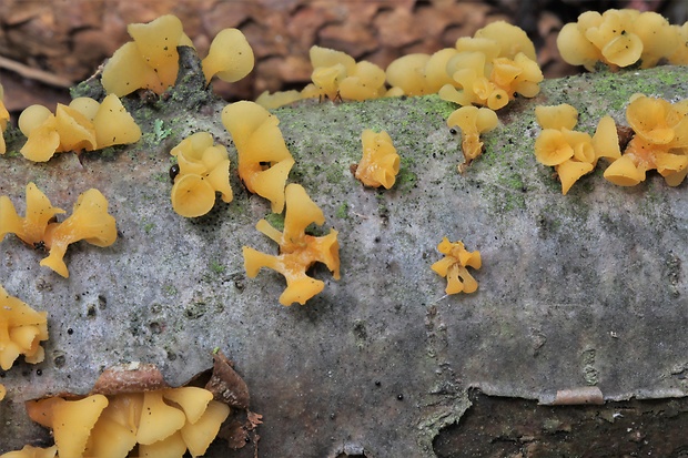 trasľavka pohárikovitá Guepiniopsis buccina (Pers.) L.L. Kenn.