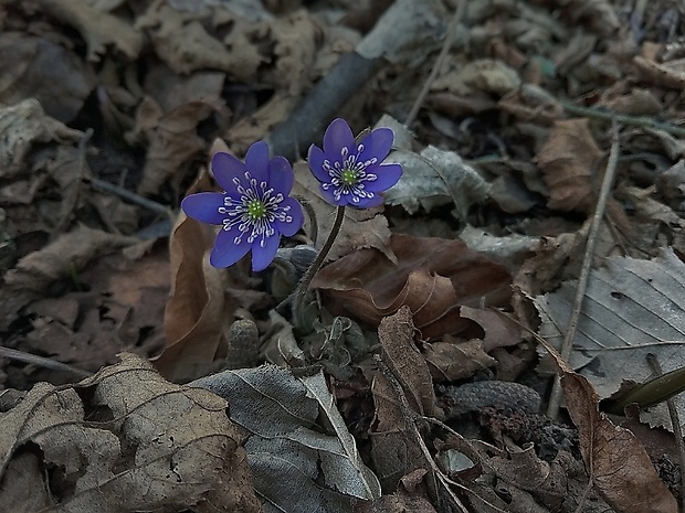 pečeňovník trojlaločný Hepatica nobilis Schreb.