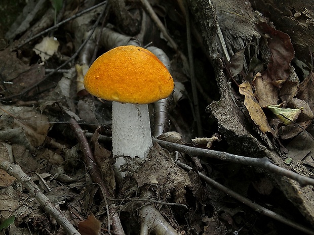 kozák osikový Leccinum albostipitatum den Bakker & Noordel.