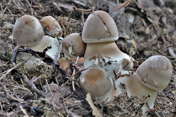 bedľa Macrolepiota sp.