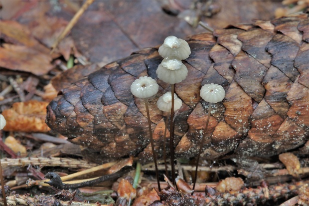 tanečnica Wettsteinova Marasmius wettsteinii Sacc. & P. Syd.