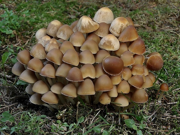 drobuľka trsovitá Psathyrella multipedata (Peck) A.H. Sm.