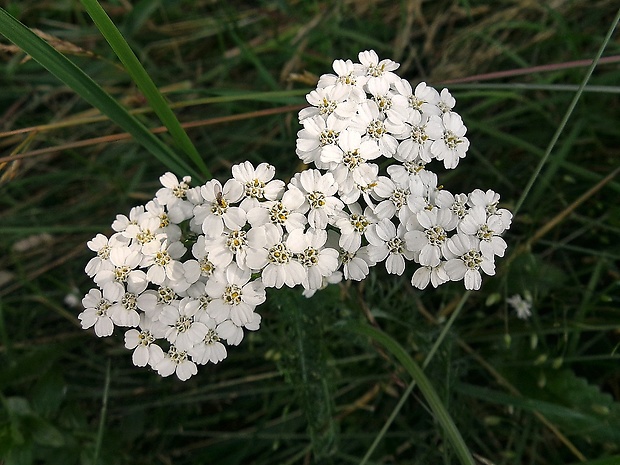 rebríček obyčajný Achillea millefolium L.